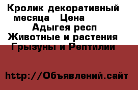 Кролик декоративный 4 месяца › Цена ­ 1 000 - Адыгея респ. Животные и растения » Грызуны и Рептилии   